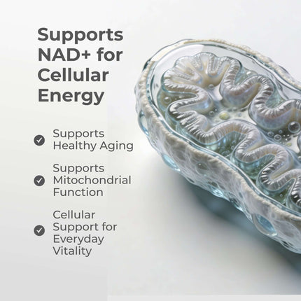 Liposomal NMN Capsules - Dashing Nova
