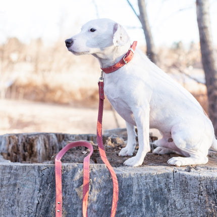 Pro Line Leather Hunting Dog Leash