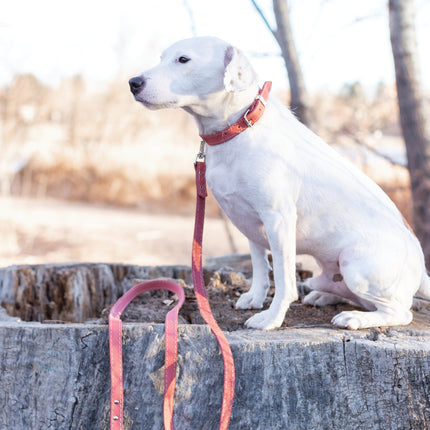 Pro Line Leather Hunting Dog Collar