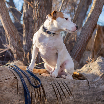 Pro Line Leather Hunting Dog Leash