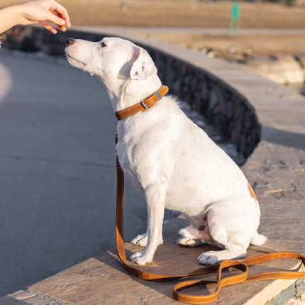 Pro Line Leather Hunting Dog Leash