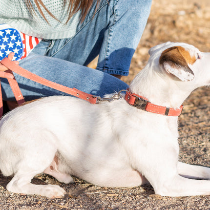 Quick-Release Style Leather Collar and Leash Set