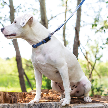 Waterproof Super Soft PVC Dog Collar