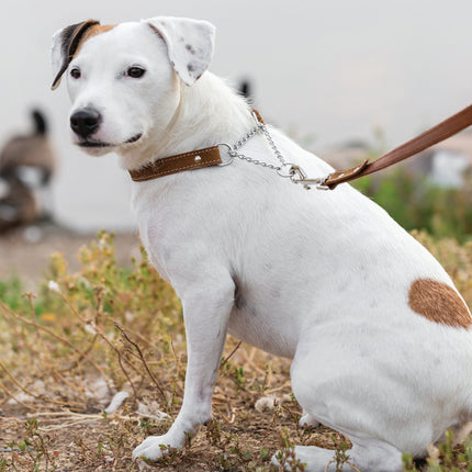 Martingale Leather Dog Collar