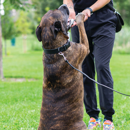 Sport Style Leather Dog Collar