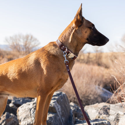 Modern Style Quick-Release Leather Dog Collar