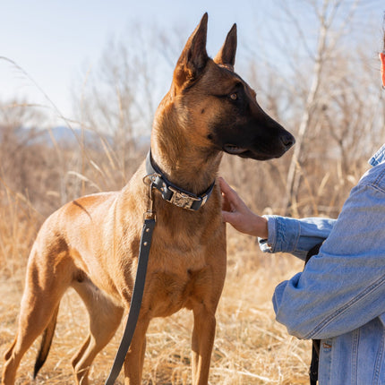 Modern Style Quick-Release Leather Dog Collar