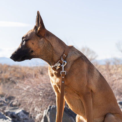 Modern Style Quick-Release Leather Dog Collar