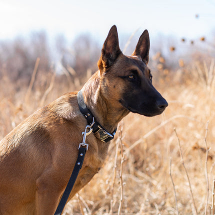 Modern Style Quick-Release Leather Dog Collar