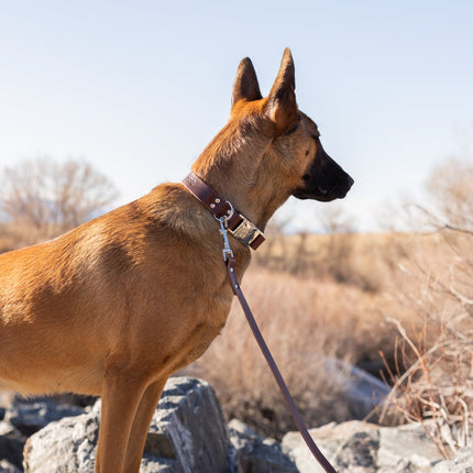 Modern Style Leather Dog Leash