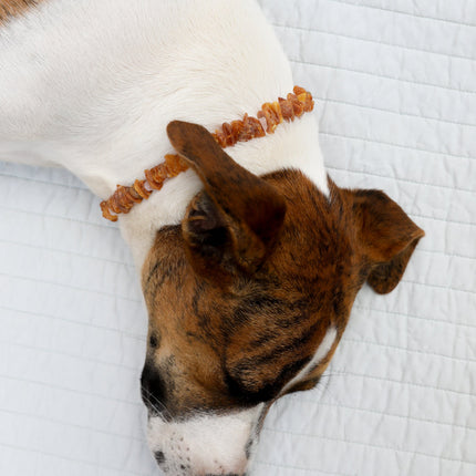 Pet Necklace: Raw Baltic Amber + Raw Rose Quartz