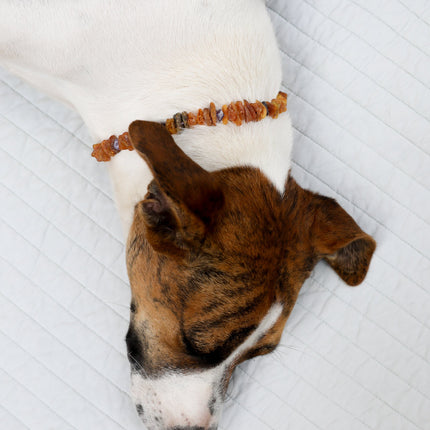 Pet Necklace: Raw Baltic Amber + Raw Amethyst