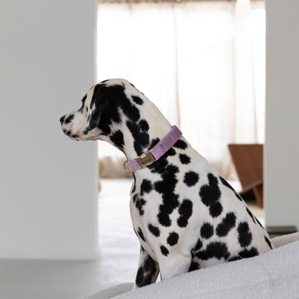 'Lilac' - Velvet Dog Collar