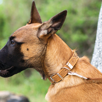Celtic Double Buckle Style Leather Dog Collar