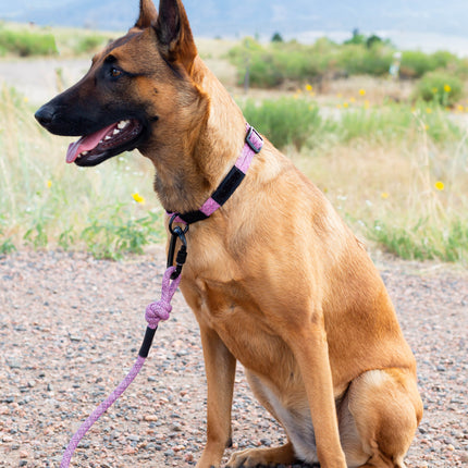 Climbing Rope Dog Collar