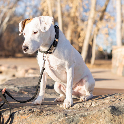 Pro Line Leather Hunting Dog Collar