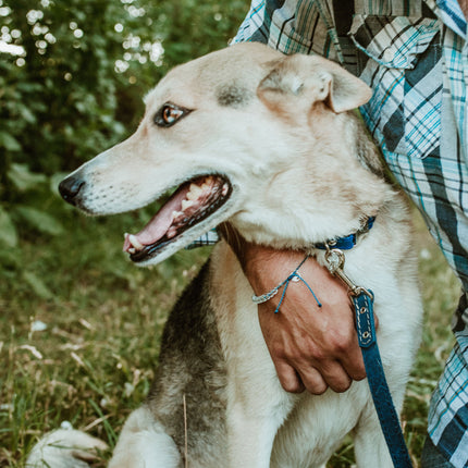 Rolled Leather Quick-Release Dog Collar