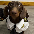 White Captain / S