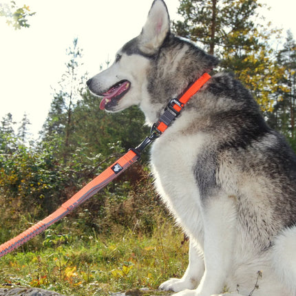 TrueLove Nylon Bungee Dog Leash TLL2271