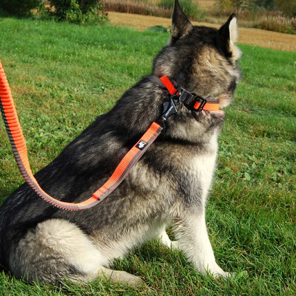 TrueLove Nylon Bungee Dog Leash TLL2271